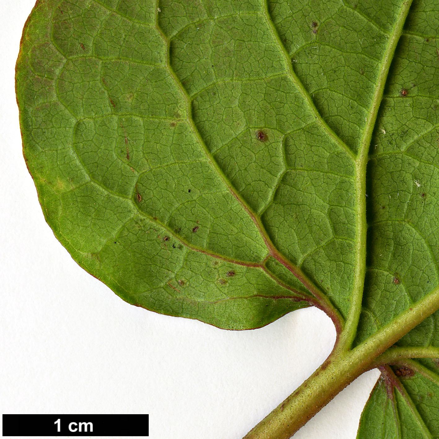 High resolution image: Family: Cistaceae - Genus: Cistus - Taxon: populifolius - SpeciesSub: subsp. populifolius